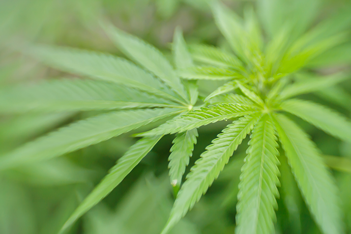 Nu kan der søges om optagelse af cannabisprodukter til forsøgsordningen