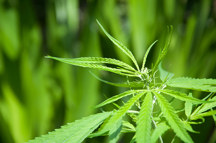 Ansøgere til dyrkning af cannabis til medicinsk brug