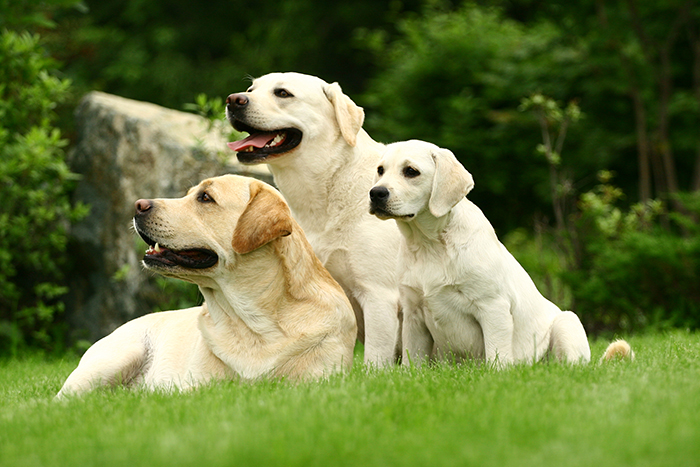 Bravecto® kan i sjældne tilfælde give kramper hos hunde